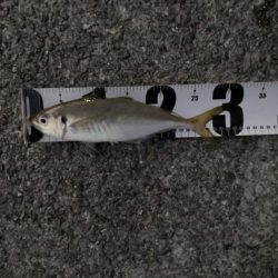 初めての尺アジ